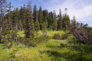 Fichten-Moorwald (Foto: Boris Mittermeier)