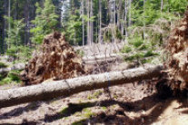 Vom Sturm entwurzelte Fichten (Foto: Gabriela Lobinger)