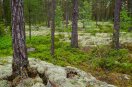 Lichter Kiefernwald mit grünen und weißen Flechten am Boden
