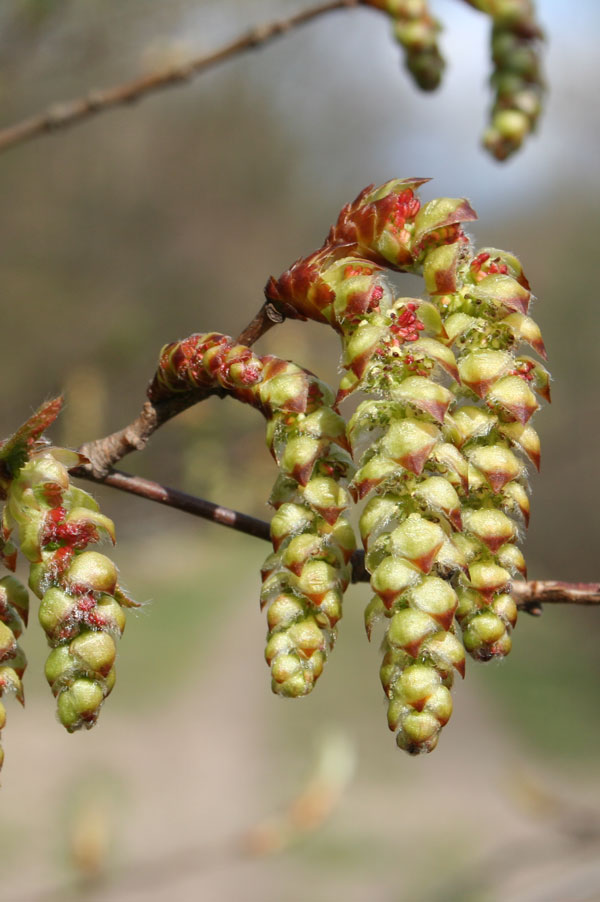 Die Hainbuche (Carpinus betulus L.)