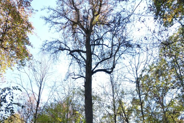 40+ Wildbirnen-Holz, Mit bohrlöchern versehenes holz ist die