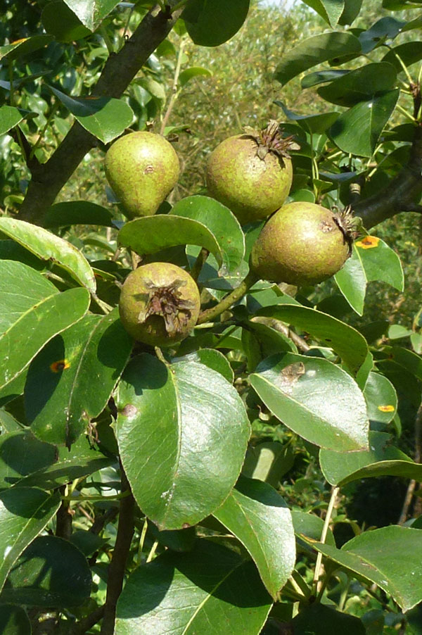 Die Wildbirne (Pyrus pyraster L.)