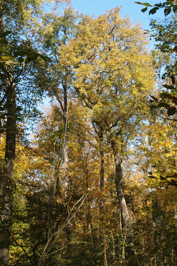 Die Wildbirne (Pyrus pyraster L.)