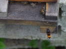 Eine Asiatische Hornisse fliegt vor dem Eingang eines Honigbienenvolkes