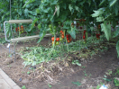 Tomatenpflanzen mit Kleegras auf den Boden im Gewächshaus