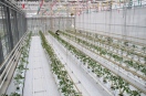 Tomatenpflanzen im Gewächshaus auf erdelosen Verfahren geprüft