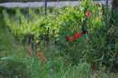 Blick in Rebzeile; Disteln und Mohn um die Rebstämme reichen bis in die Laubwand der Reben