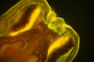 Mikroskopische Aufnahme von der Spitze einer Rebblüte 