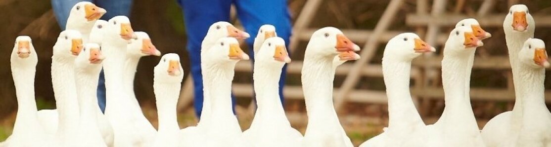 Tierwirtschaftsmeister Geflügelhaltung Gänse 