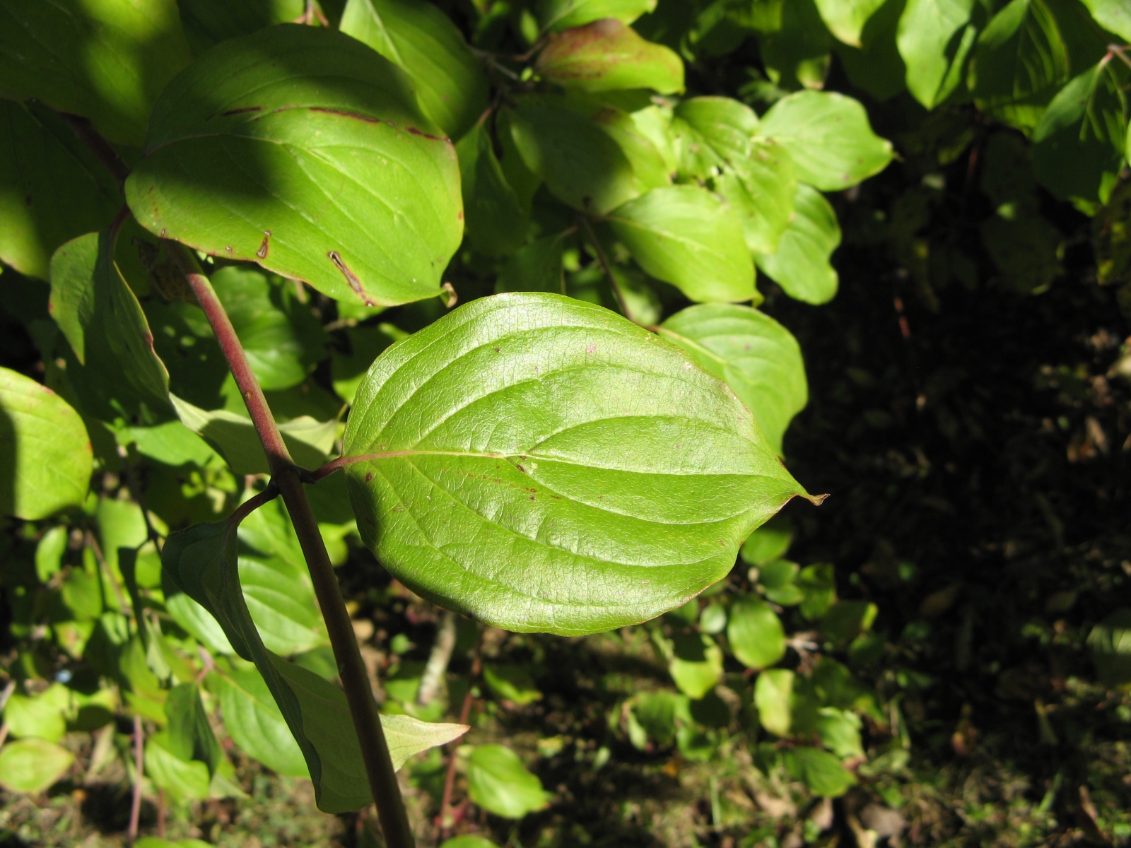 Bildergebnis für cornus mas blatt