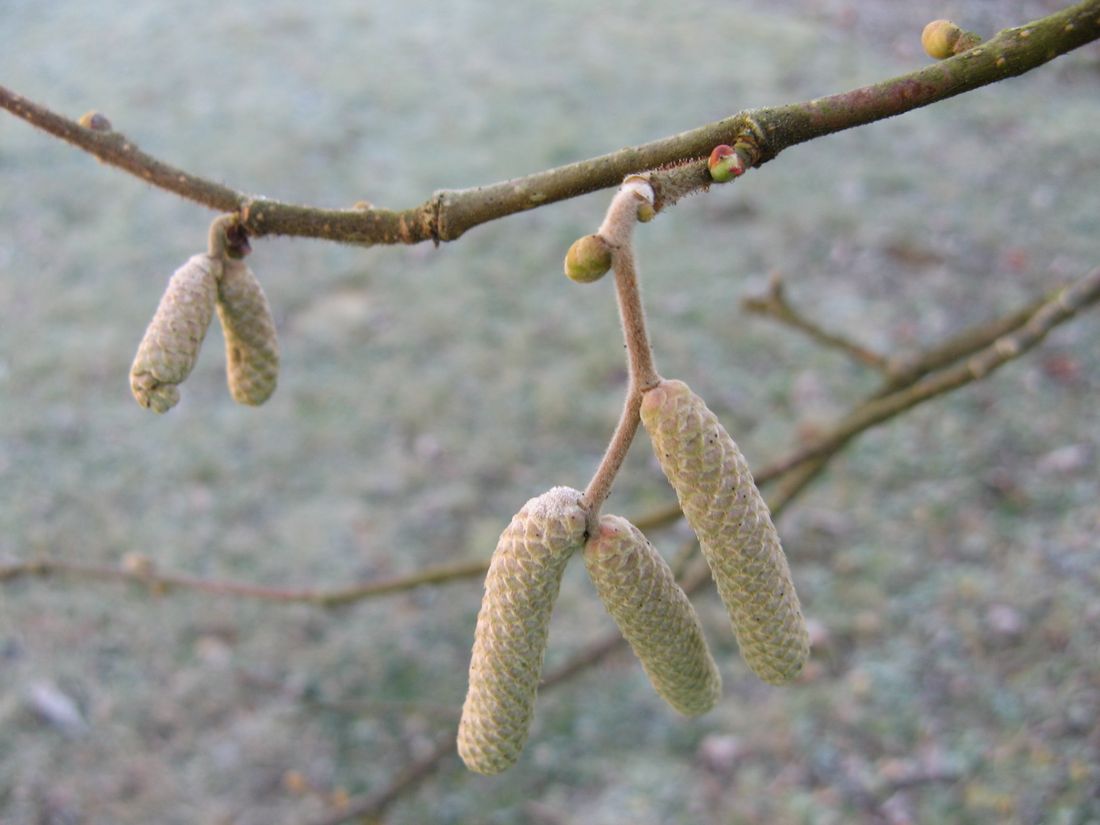 Bildergebnis für corylus avellana knospe