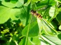 Eine Schwebfliege im grünen Kleegras