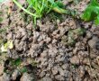 Regenwurmkot an der Bodenoberfläche abgelegt, reich an Ton-Humus-Komplexen