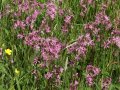 Kuckucks Lichtnelken (Lychnis flos-cuculi)