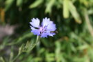 Eine kleine Wildbiene sitzt auf der Blüte einer Kornblume