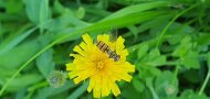 Eine Schwenfliege ist auf einer gelben Blüte gelandet