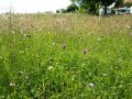 Heilziest und Scabiosen