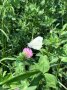 Ein Schmetterling mit weißen, geschlossenen Flügeln im Klee