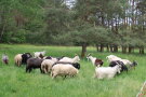 Schafe und Ziegen von Familie Gerstner