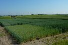 Weizen-Versuchsparzellen mit unterschiedlicher Höhe