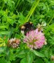 Eine Hummel sitzt auf einer rosa blühenden Pflanze in einer Wiese