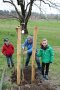 Personen pflanzen einen Streuobstbaum