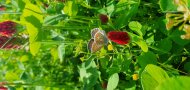 Braun-orange gemusterter Schmetterling mit weiß-schwarzen Punkten sitzt im Klee, der rotblühend ist