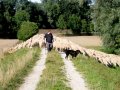 Schafherde mit Schäder und Hund