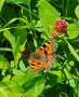 Ein Schmetterling mit geöffneten Flügeln, die überwiegend orangefarben sind, mit größeren schwarz, teils weißen Punkten sitzt im Klee
