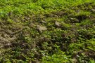 geringe Bodenbedeckung der Zwischenfrucht