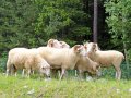 Schafe an einem Waldrand