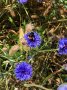 Eine Hummel ist auf einer tief blauen Blüte gelandet