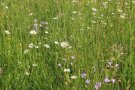 Glockenblumen und Margeriten