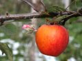 Apfel an einem Zweig