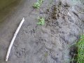 Scharrhaufen eines Fischotters im Sand