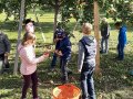Grundschüler bei der Apfelernte