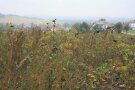 Herbstliche Pflanzen vor nebliger Landschaft.