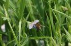 An einer lila blühenden Blüte sitzt eine Biene