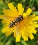 Eine Schwebfliege sitzt auf einer gelb blühenden Pflanze