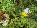 Hauptsächlich weißer Schmetterling mit schwarzen Punkten auf den geschlossenen Flügeln sitzt im Klee, der gelbblühend ist