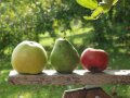 Äpfel und Birnen auf einer Bank.