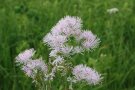 Wiesenraute auf der Moorwiese