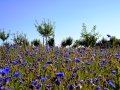 Junge Streuobstwiese hinter Kornblumen