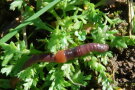 Kleiner Regenwurm an der Bodenoberfläche