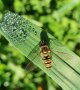 Eine Schwebfliege sitzt auf einem grünen, länglichen Blatt