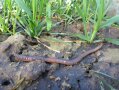 Tiefgräber aus dem Boden gelockt: Tauwurm im Getreidefeld 