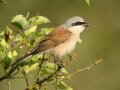 Neuntöter-Vogel auf einem Zweig