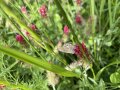 Braun-orange gemusterter Schmetterling mit weiß-schwarzen Punkten auf den geschlossenen Flügeln sitzt im Klee, der rotblühend ist