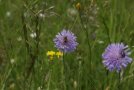 Witwenblume auf der Reimerwiese