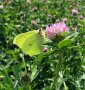 Ein hellgrüner Schmetterling mit geschlossenen Flügeln saugt an einer rosafarbenen Kleeblüte